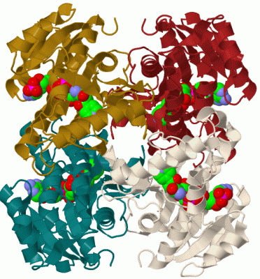 Image Biol.Unit 1 - manually