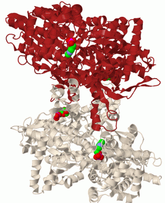 Image Biol.Unit 1 - manually