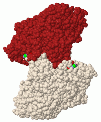 Image Biol.Unit 1 - manually