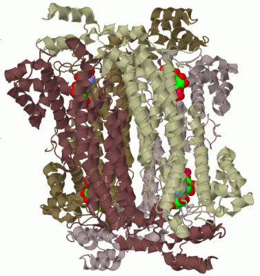 Image Biol.Unit 1 - manually