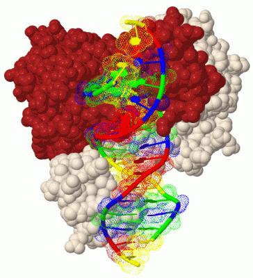 Image Biol.Unit 1 - manually