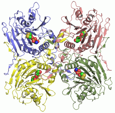 Image Asym./Biol. Unit - manually