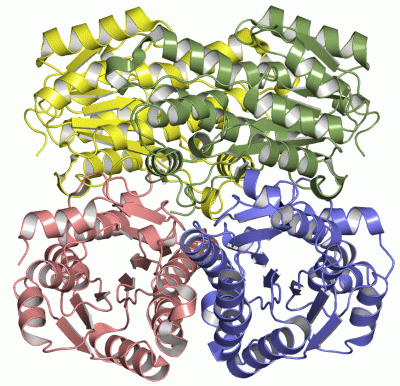 Image Asym./Biol. Unit - manually