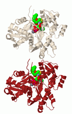 Image Biol.Unit 1 - manually