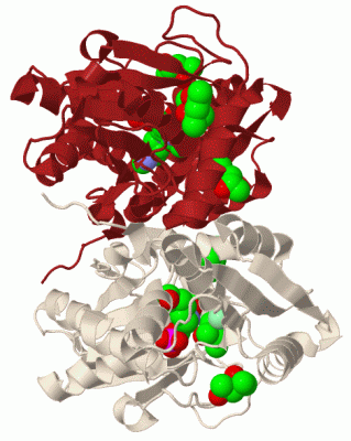 Image Biol.Unit 1 - manually