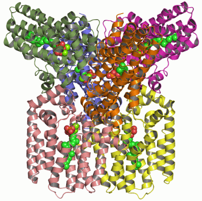 Image Asym./Biol. Unit - manually