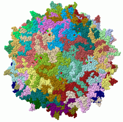 Image Biol.Unit 1 - manually