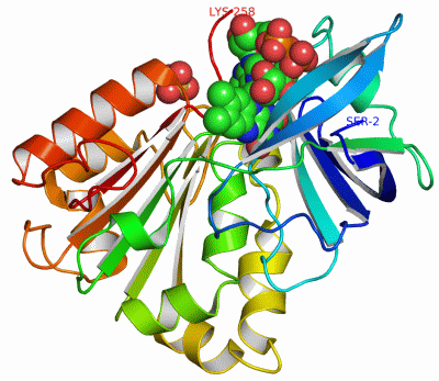 Image Asym./Biol. Unit - manually