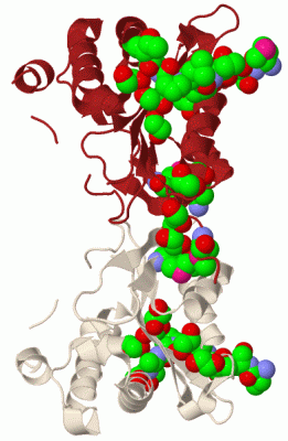 Image Biol.Unit 1 - manually