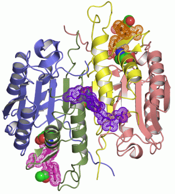 Image Asym./Biol. Unit - manually