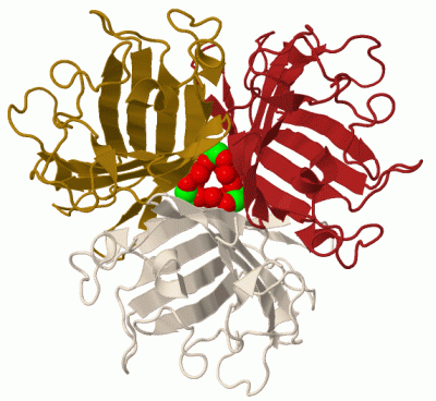 Image Biol.Unit 1 - manually