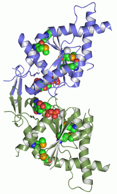 Image Asym./Biol. Unit - manually
