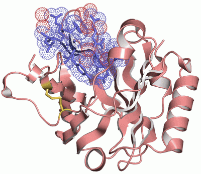 Image Asym./Biol. Unit - manually