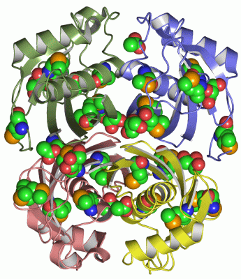 Image Asym./Biol. Unit - manually