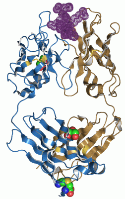 Image Asym./Biol. Unit - manually