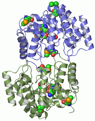 Image Asym./Biol. Unit - manually