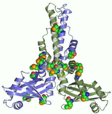 Image Asym./Biol. Unit - manually