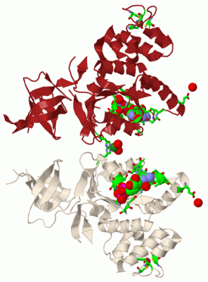 Image Biol.Unit 1 - manually