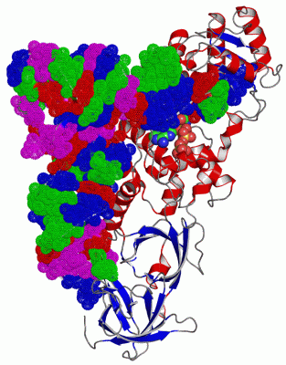 Image Asym./Biol. Unit - manually