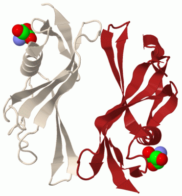 Image Biol.Unit 1 - manually