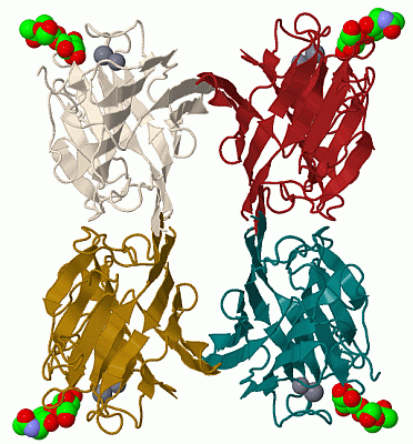 Image Biol.Unit 1 - manually