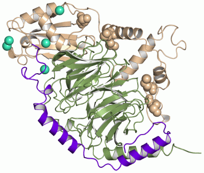 Image Asym./Biol. Unit - manually