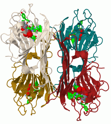 Image Biol.Unit 1 - manually