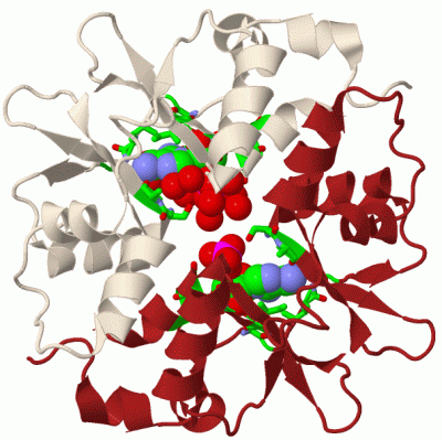 Image Biol.Unit 1 - manually