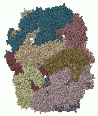 Image Biol.Unit 1 - manually