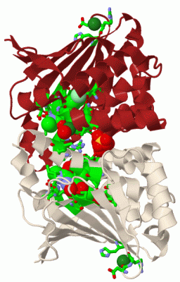 Image Biol.Unit 1 - manually