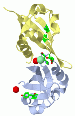 Image Biol.Unit 1 - manually