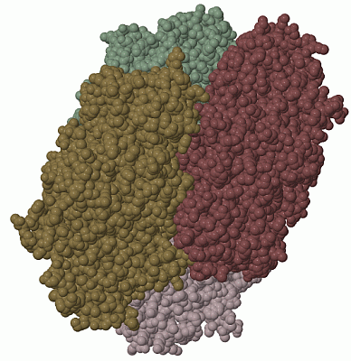 Image Biol.Unit 1 - manually