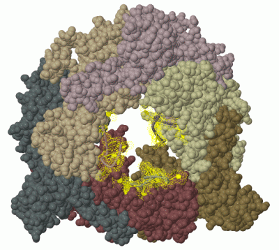 Image Biol.Unit 1 - manually