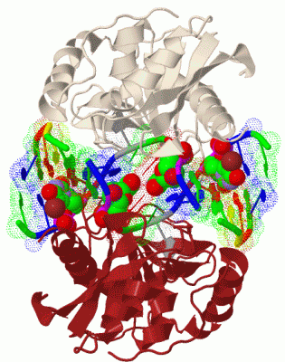 Image Biol.Unit 1 - manually