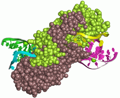 Image Asym./Biol. Unit - manually