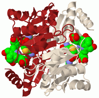 Image Biol.Unit 1 - manually