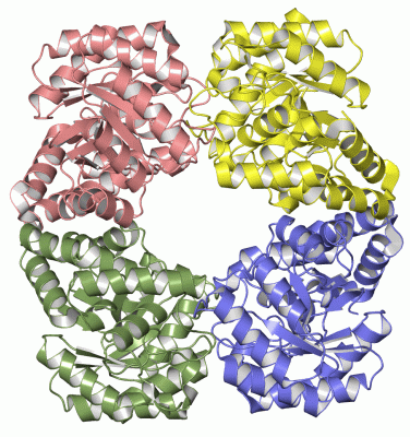 Image Asym./Biol. Unit - manually