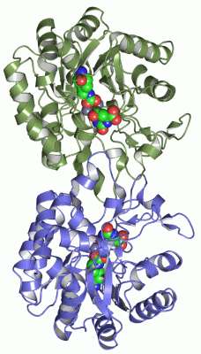 Image Asym./Biol. Unit - manually