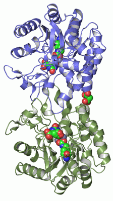 Image Asym./Biol. Unit - manually