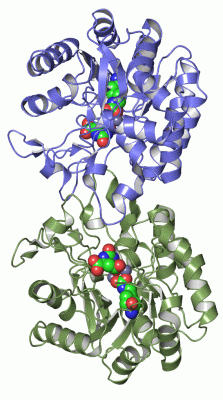 Image Asym./Biol. Unit - manually