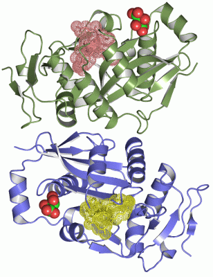 Image Asym./Biol. Unit - manually