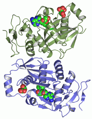 Image Asym./Biol. Unit - manually