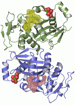 Image Asym./Biol. Unit - manually