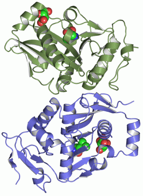 Image Asym./Biol. Unit - manually