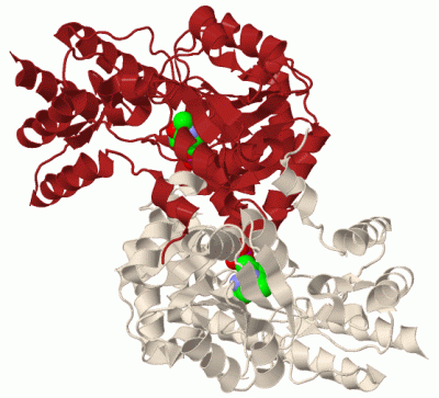 Image Biol.Unit 1 - manually