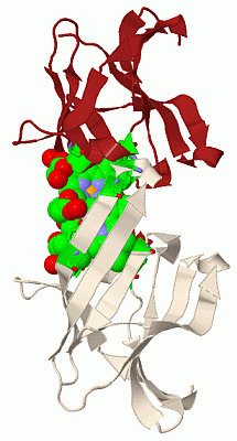 Image Biol.Unit 1 - manually