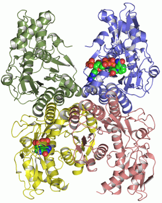 Image Asym./Biol. Unit - manually