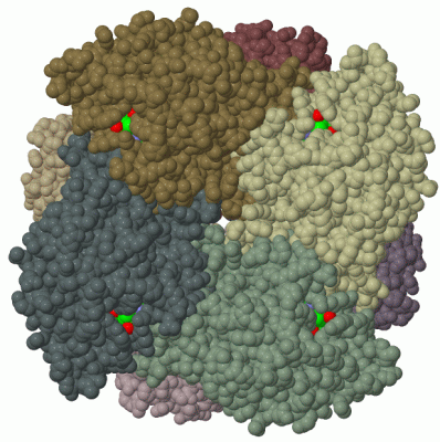 Image Biol.Unit 1 - manually