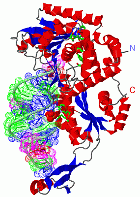 Image Asym./Biol. Unit - manually