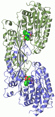 Image Asym./Biol. Unit - manually